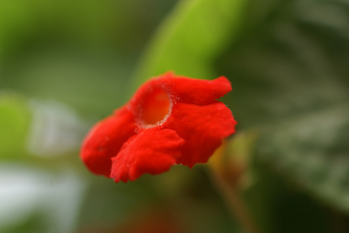 بنفشه آتشین